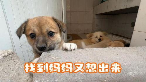 娱乐吃瓜酱中狗妈,娱乐吃瓜酱中的明星宠妈故事