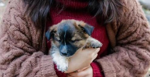 娱乐吃瓜酱中狗妈,娱乐吃瓜酱中的明星宠妈故事