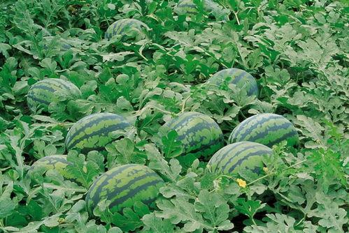 娱乐吃瓜场地图片高清,一场视觉盛宴的幕后揭秘