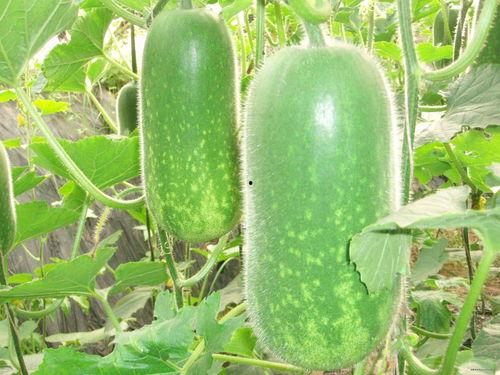 娱乐吃瓜场地图片高清,一场视觉盛宴的幕后揭秘