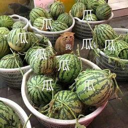 娱乐吃瓜酱文化